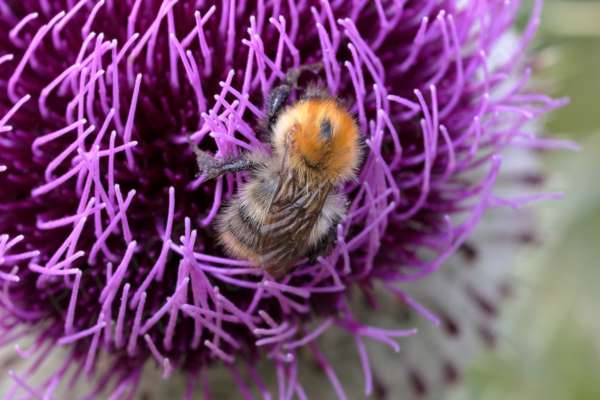 A large Bee with orange haired thorax and white haired abdomen is feasting on a large purple thistle flower. 