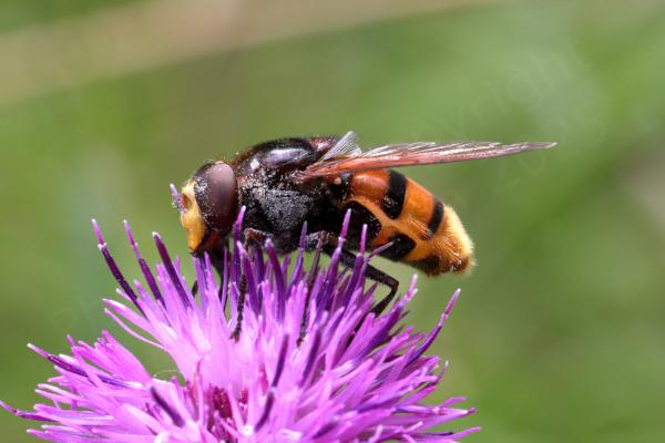 A large Hoverfly similar in appearance to a Hornet is perched on top of a purple Knapweed flower.