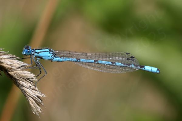A bright blue male Common Blue Damselfly with black mushroom shaped markings along the top his abdomen is positioned on the seedhead of grass.