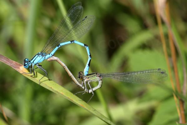 A bright blue male Common Blue Damselfly and a pale green female are mating on a reed like leaf.