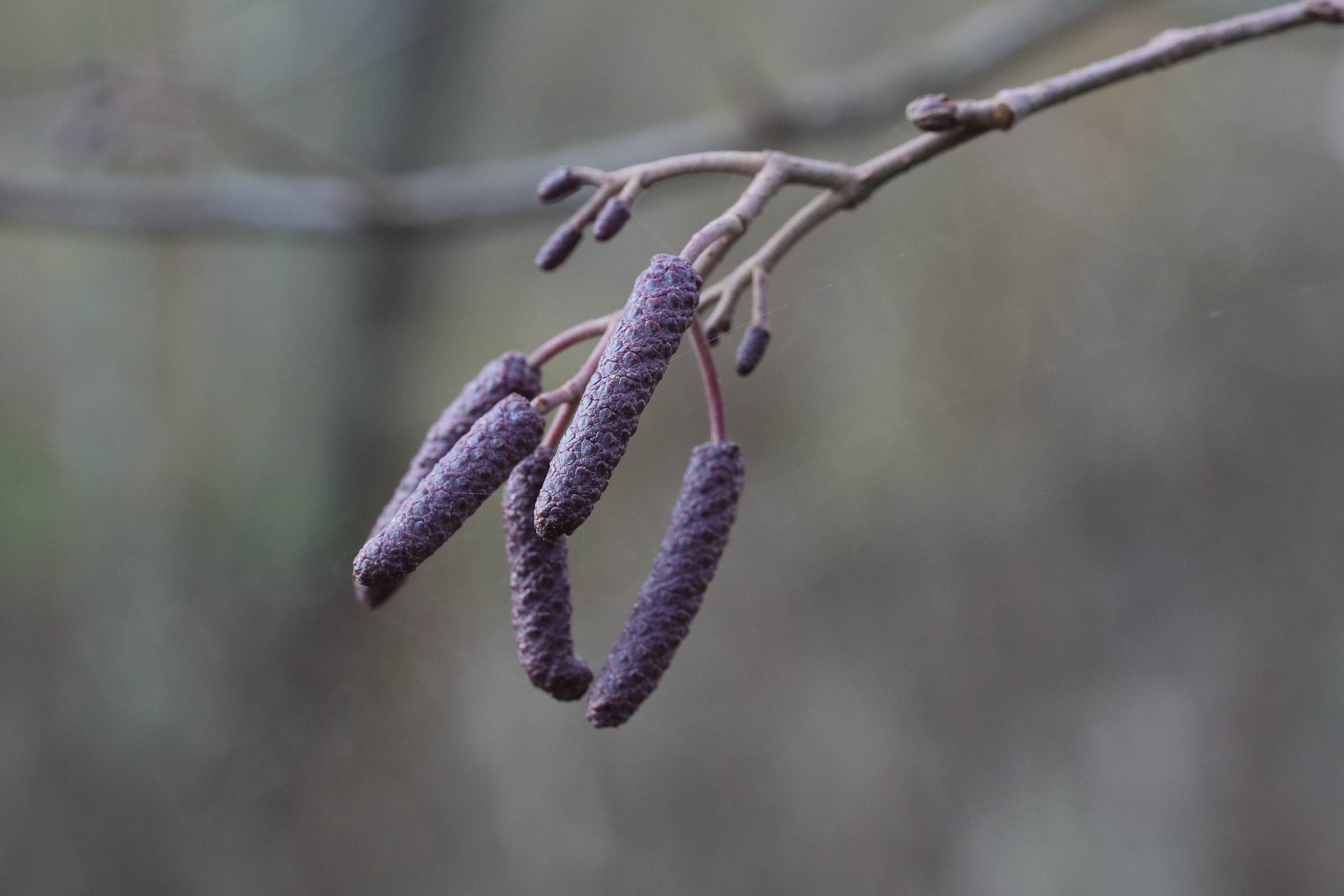 An otherwise bare branch is brightened up by a small cluster of purple catkins which have yet to open fully.