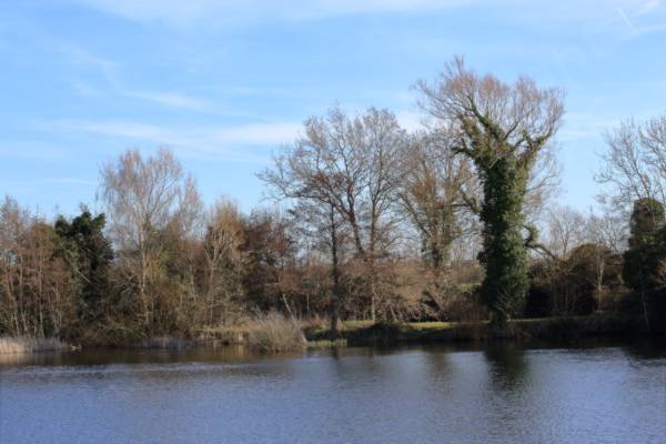 A view across the large lake at Felmersham Gravel Pits with bare wintery trees on the far side.