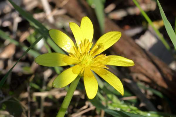 A glossy yellow Lesser Celandine flower with long slender petals and yellow stamens.