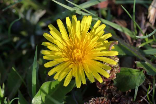 Close to the ground is a bright yellow Dandelion flower. 