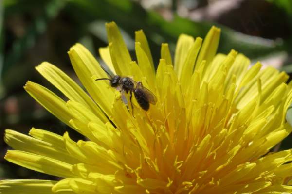A small Bee is foraging for lunch in a bright yellow Dandelion flower. 
