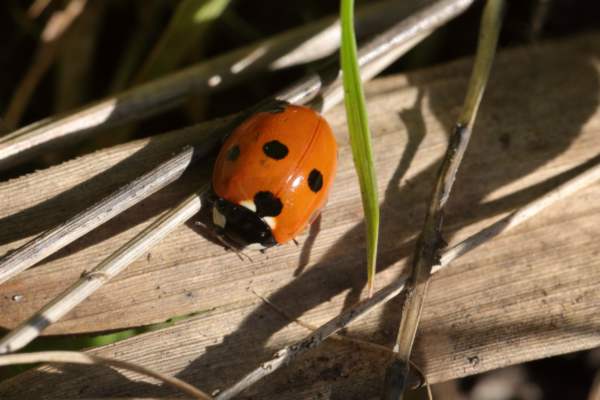 A glossy red and black Seven Spot Ladybird is enjoying the sun and exploring the undergrowth.