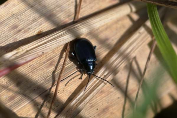 A very small glossy black beetle is investigating some old foliage near to the ground.