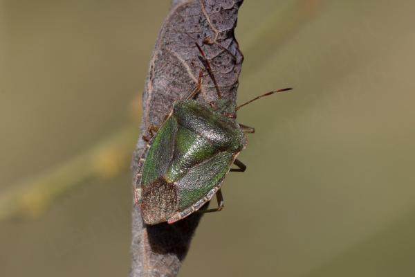 Displaying some brown colouration alongside the more usual green is a Common Green Shieldbug which is sunbathing on a crumpled leaf in a small tree.