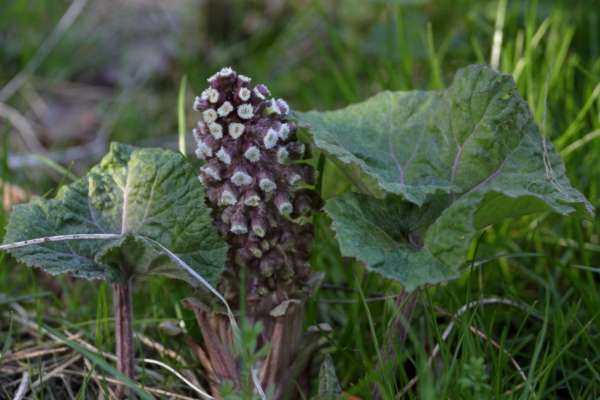 A Butterbur plant just starting to emerge showing a couple of large rhubard type leaves and a large pinkish red head of small white flowers.