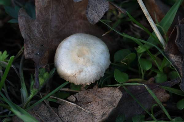 A solitary medium sized mushroom shaped fungi creamish in colour and growing close to ground.
