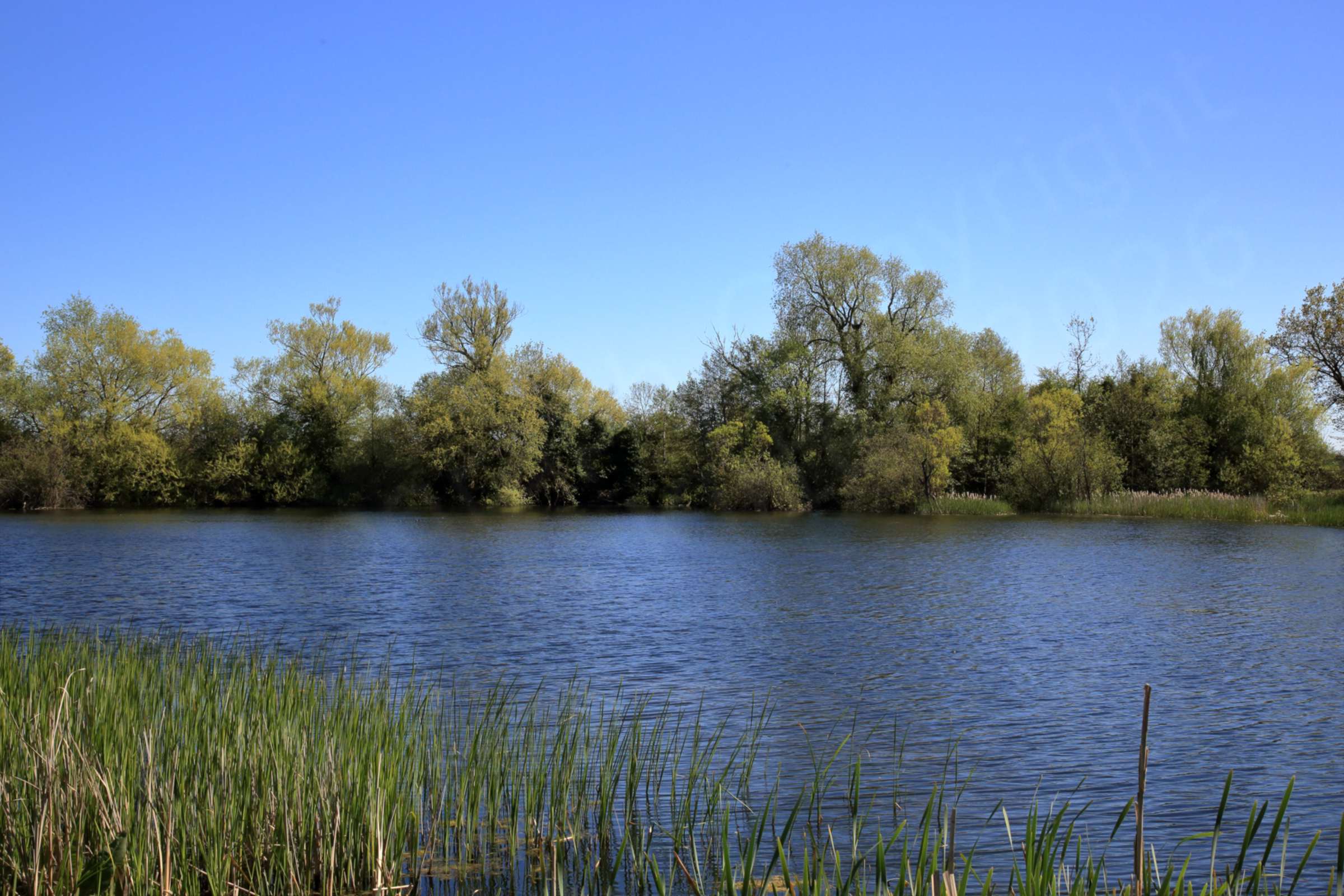 A view across the large lake at Felmersham Gravel Pits with a few reeds in the foreground and green leaved trees on the far side all under a bright blue sky.