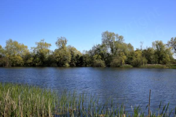 A view across the large lake at Felmersham Gravel Pits with a few reeds in the foreground and green leaved trees on the far side all under a bright blue sky.