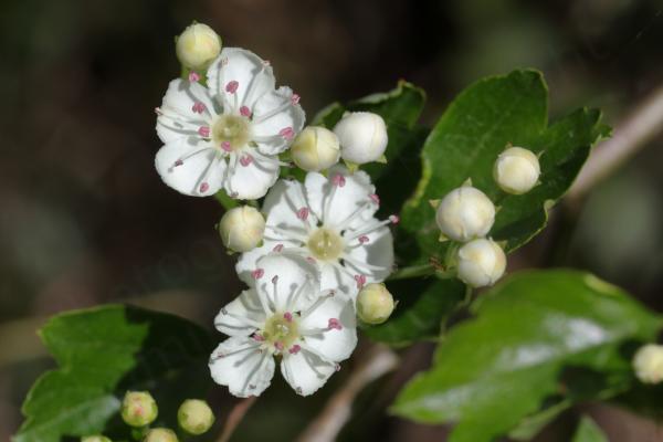 A small cluster of Hawthorn flowers and buds with five broad white petals with white stamens and pink anthers.