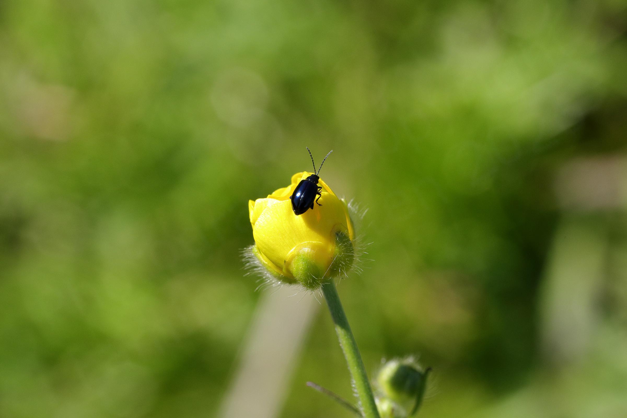 A long light green plant stem is topped by a hairy bud of a yellow Buttercup flower which is starting to open and is under investigation by a small black shiny beetle.