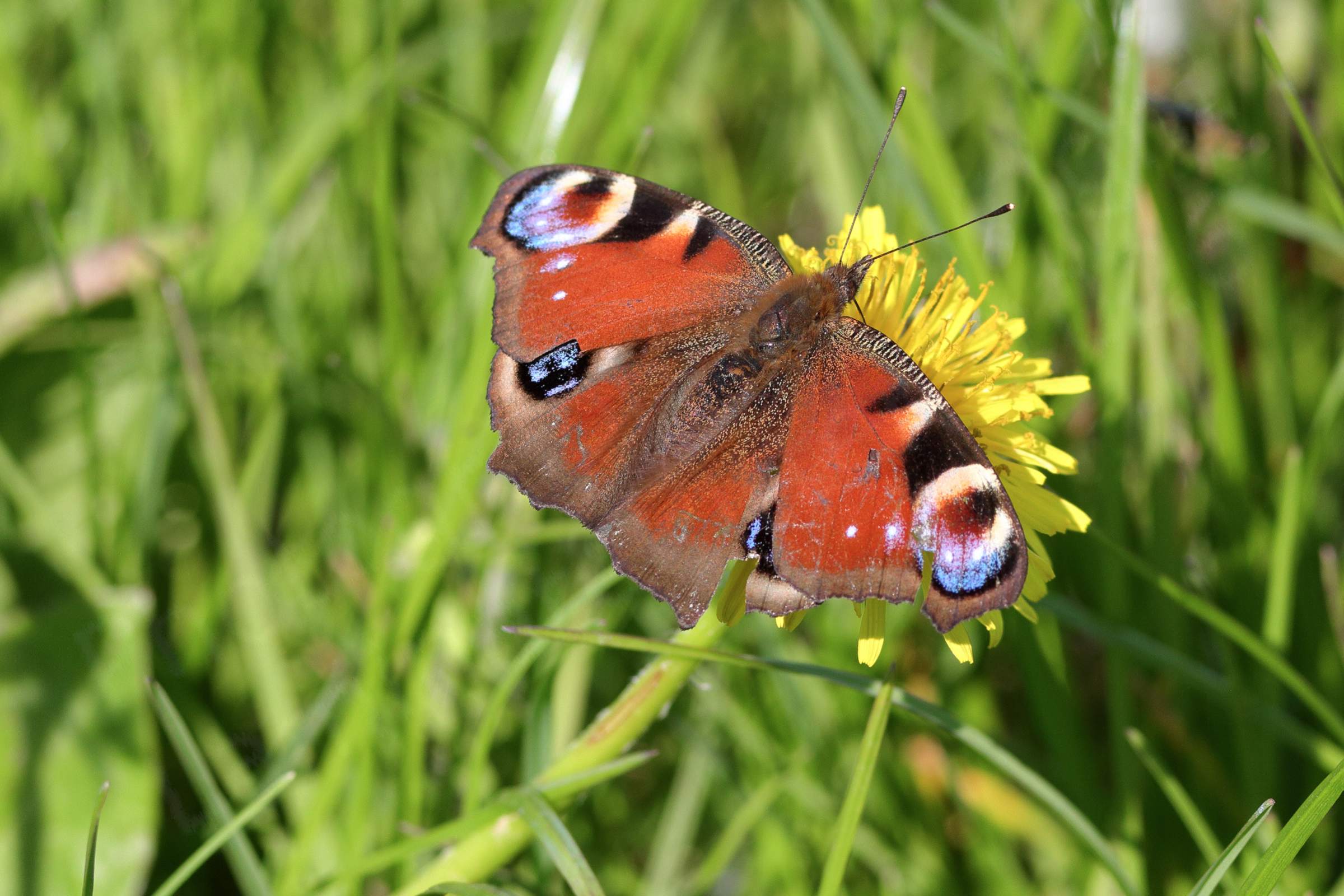 A colourful Peacock Butterfly with outspread wings is feeding on a yellow Dandelion flower.