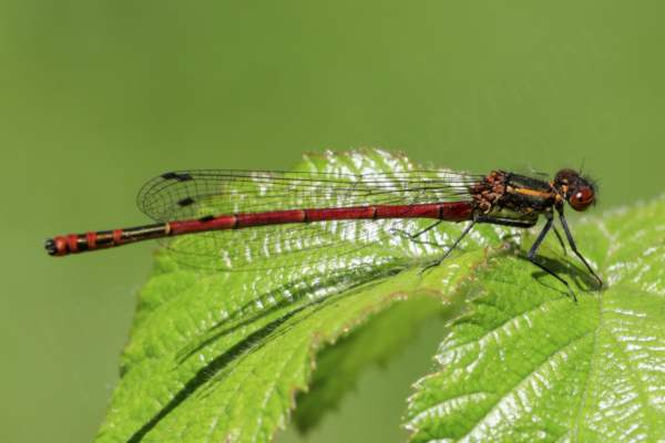 A Large Red Damselfly mostly deep crimson in colour highlighted with metallic bronze markings is resting on a leaf.