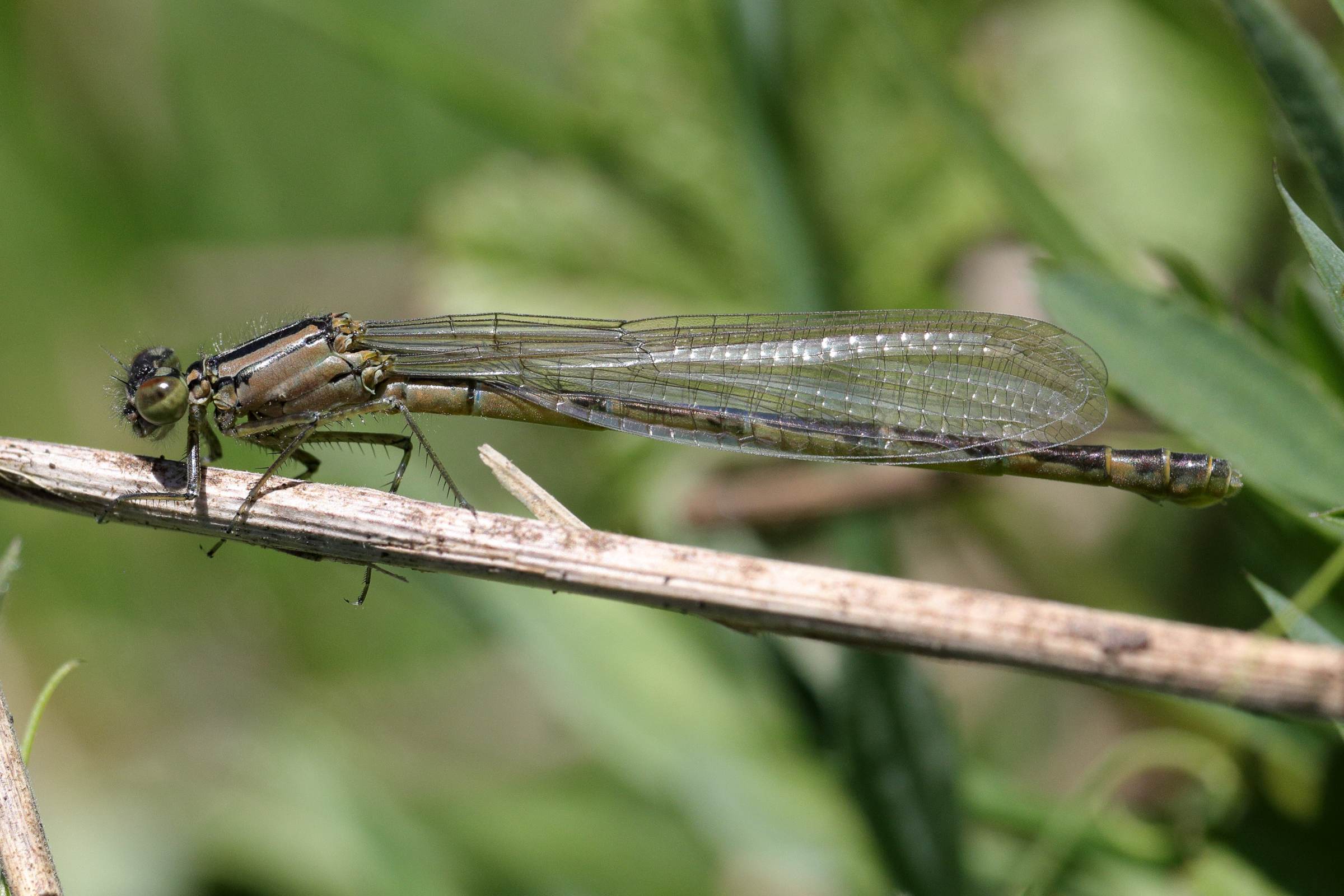 A pale brown young female Common Blue Damselfly with darker markings on the back of her thorax and abdomen.
