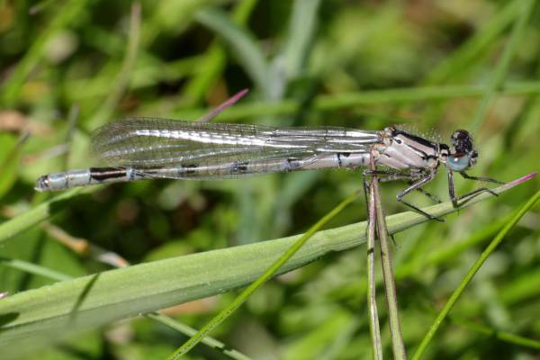 A slender pinkish coloured young male Common Blue Damselfly with distinctive darker mushroom shaped markings on the top of his abdomen and hints of his adult blue here and there.