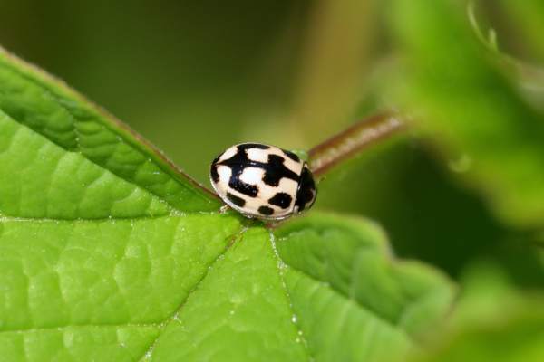 A Fourteen Spot Ladybird in a pale cream colour with large black markings visible on its pronotum and elytra.