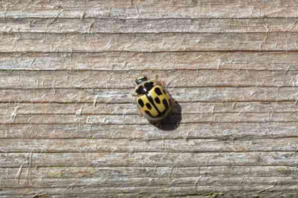 A Fourteen Spot Ladybird in a dull mustard yellow colour with large black markings on its head pronotum and elytra.