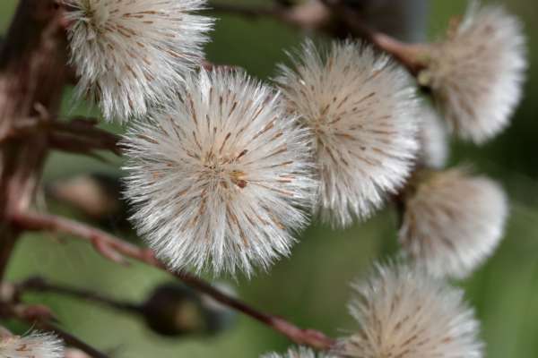 A cluster of Butterbur seed heads very similar in appearance to Dandelion seed heads but coarser and with larger seeds.