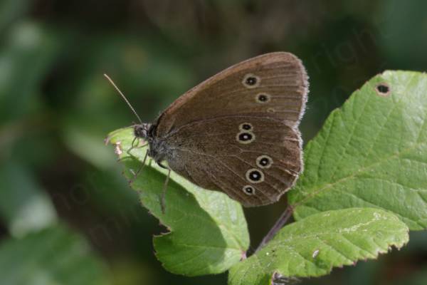 A brown Ringlet Butterfly is resting on a leaf with its wings closed showing the circular cream bordered black spots with white centres that are positioned close to the edge of the wings.