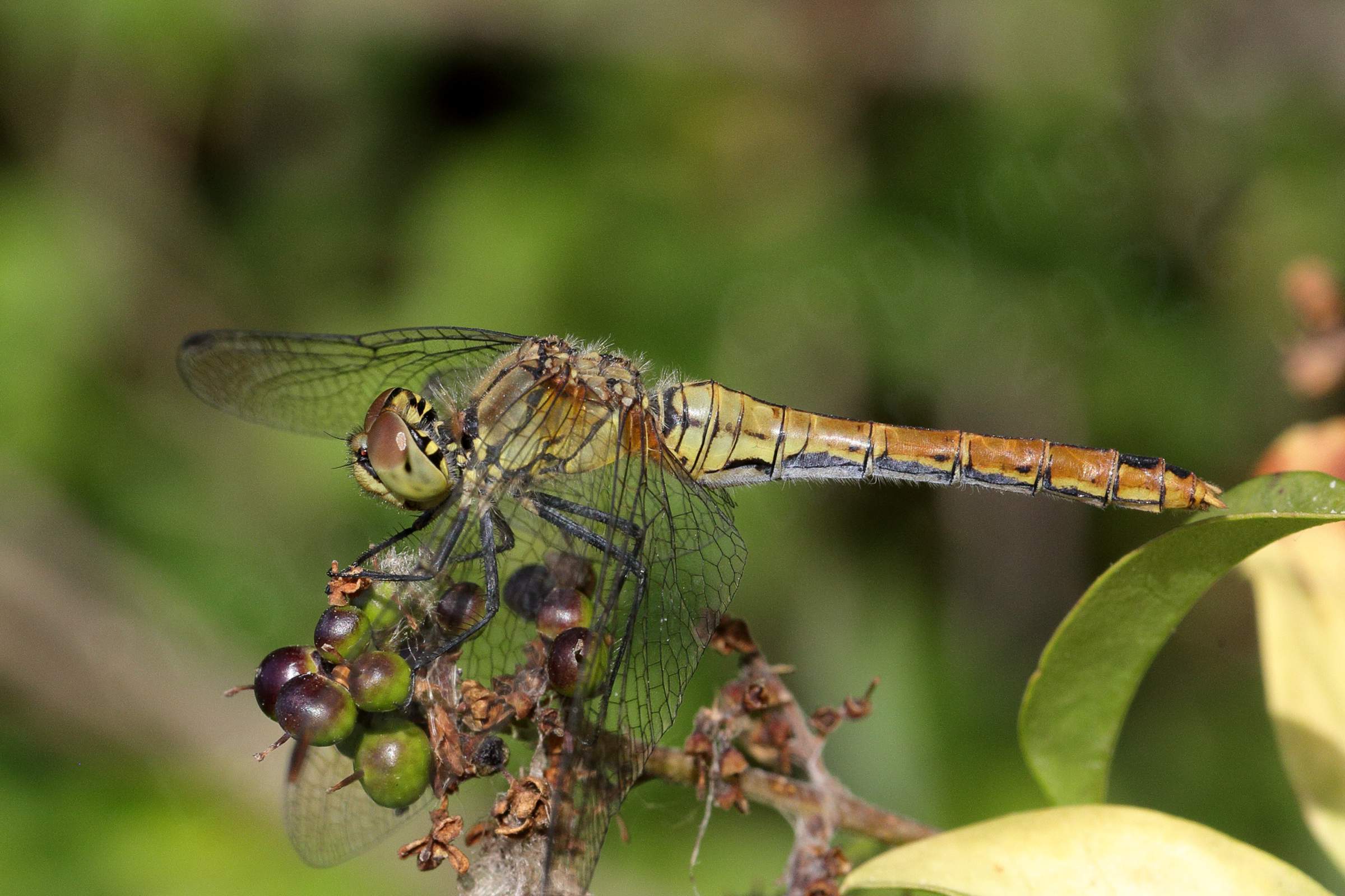 A pale yellowish brown Ruddy Darter is sitting on a cluster of small under ripe berries.