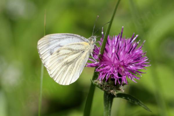 A white Butterfly possibly a Green Veined White is feeding on a purple thistle like Knapweed flower.