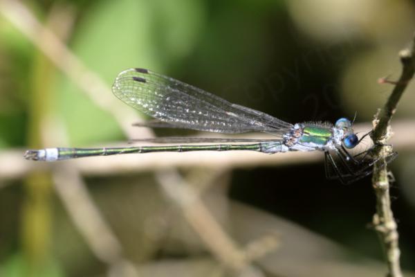 A long and slender male Emerald Damselfly mostly dark metallic green apart from his eyes which are bright blue and the greyish blue on the tip of his abdomen and around the thorax.