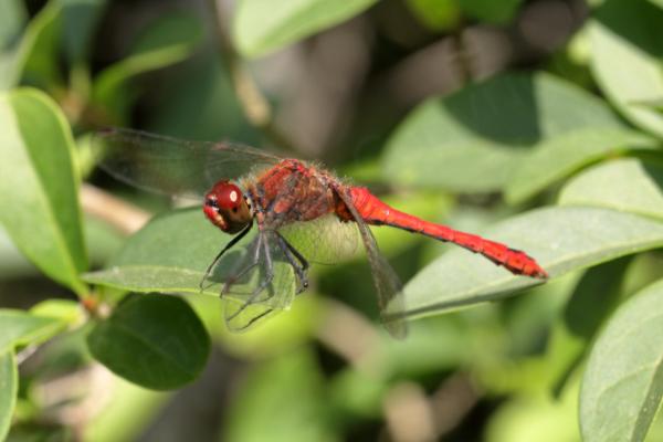 A bright red male Ruddy Darter is resting on a sunny leaf.