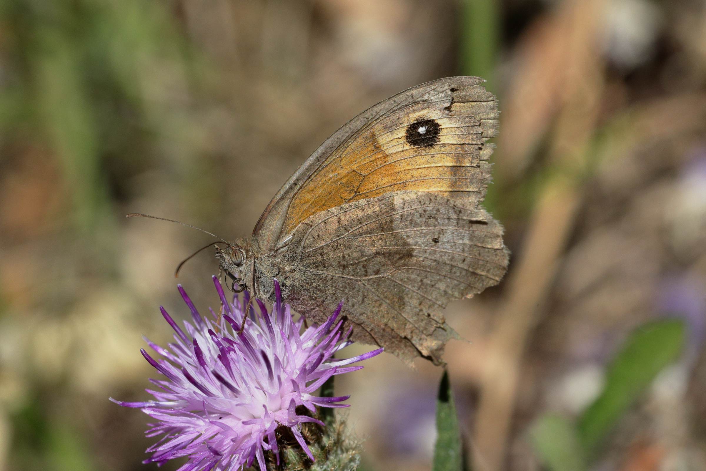 A pale brown Meadow Brown Butterfly with frayed edges to its folded wings is feeding on a Knapweed flower.