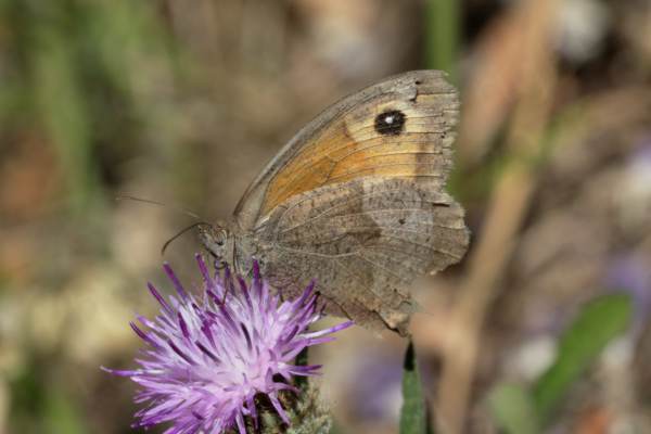 A pale brown Meadow Brown Butterfly with frayed edges to its folded wings is feeding on a Knapweed flower.