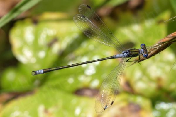 A male Emerald Damselfly viewed from above showing the blue eyes and dark metallic green body with blue gray tip to the abdomen and around the thorax.