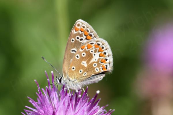 A Common Blue Butterfly with folded wings is enjoying a Knapweed flower.