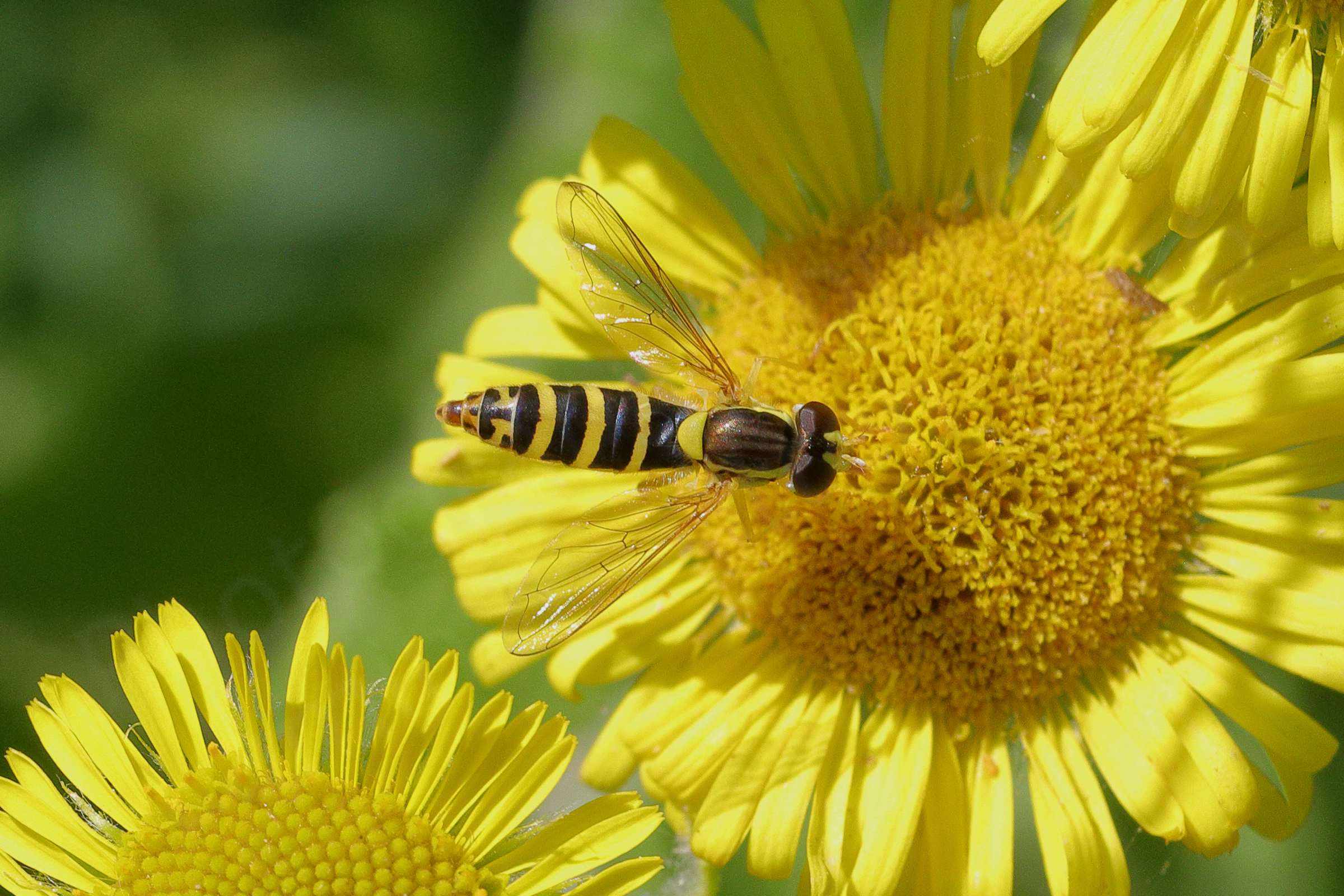 A bright yellow Fleabane flower is the source of nectar for this small slender black and yellow Hoverfly with brownish red eyes.
