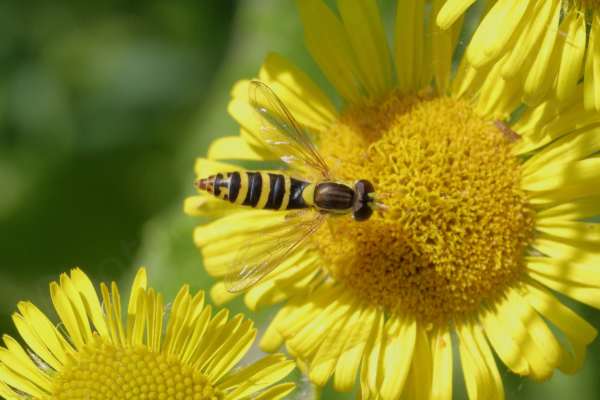 A bright yellow Fleabane flower is the source of nectar for this small slender black and yellow Hoverfly with brownish red eyes.