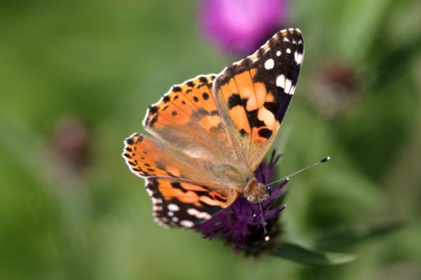 A Painted Lady Butterfly with open wings showing mostly orange colouration with dark brown to black markings and a little white is feasting on a Knapweed flower.