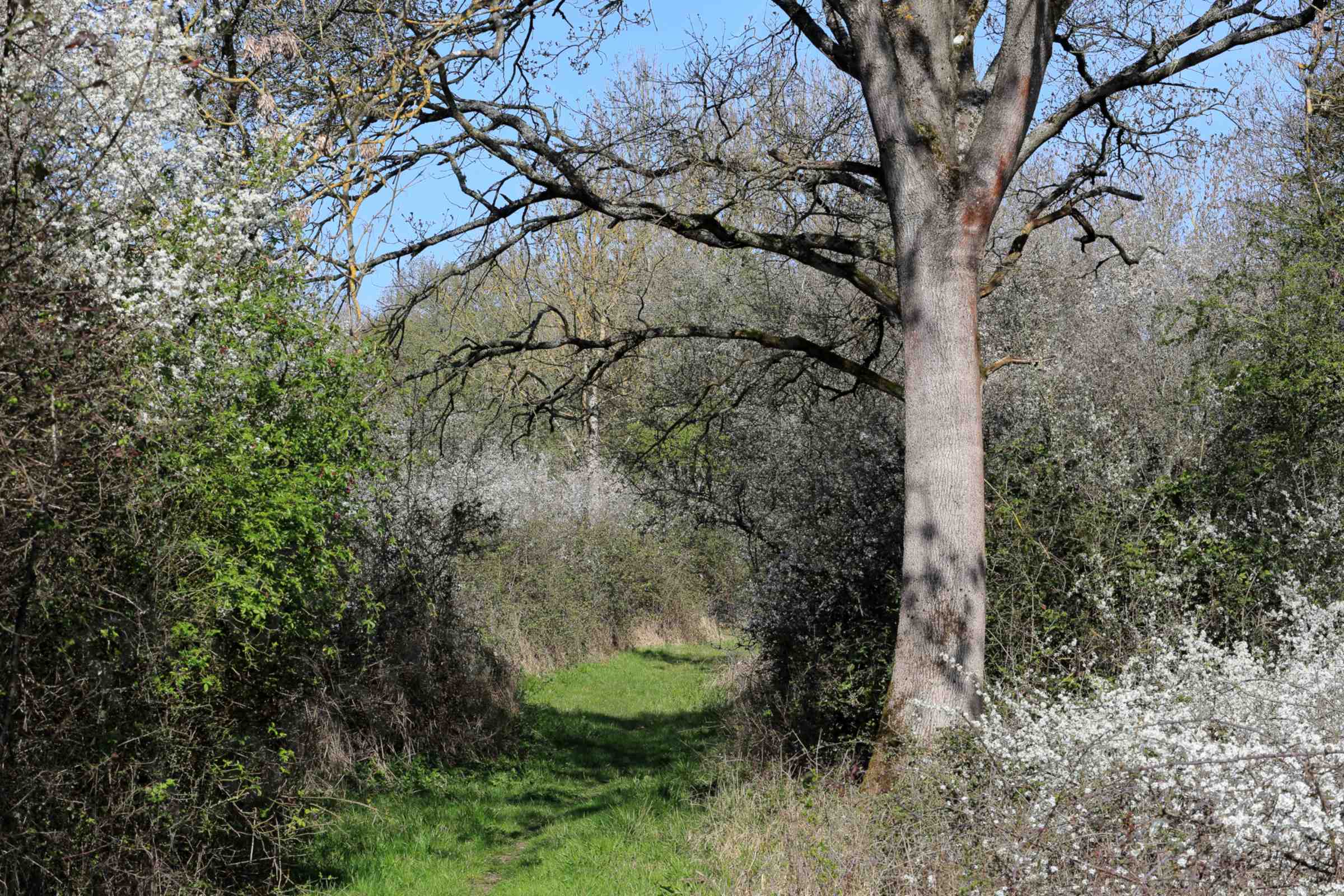 A view of a narrow grassy path in the woods with white Blackthorn blossom lining the edges and fresh green leaves. 