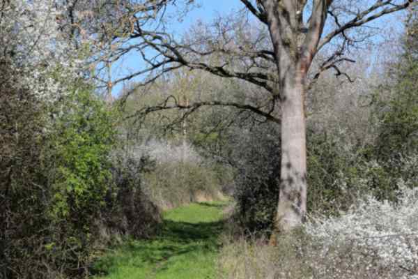A view of a narrow grassy path in the woods with white Blackthorn blossom lining the edges and fresh green leaves. 