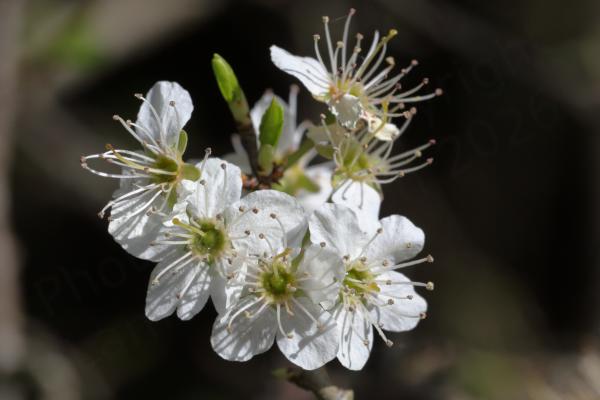 A small clump of Blackthorn Blossom showing the five broad white petals with pale green centres and long stamens.