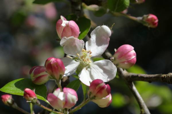 A small group of pink and white flower buds surround an opened Crab Apple flower with five large white petals and shortish white stamens.