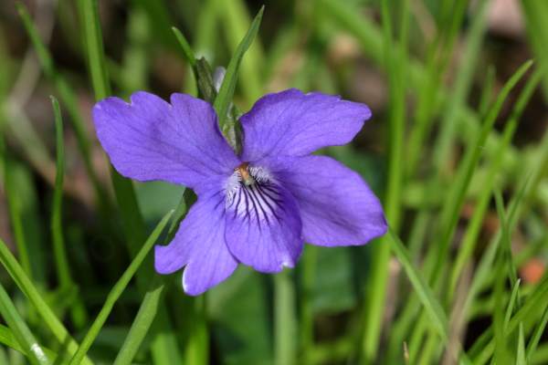 A single Violet flower with five large purple petals which lead in to a lighter centre.
