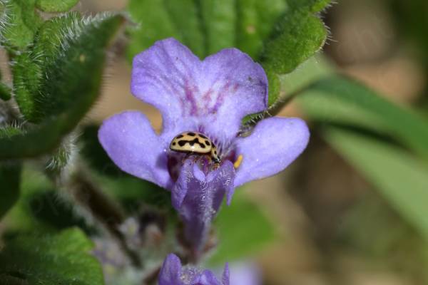 A pale purple funnel shaped Ground Ivy flower is host to a visiting 16 Spot Ladybird which is a pale cream colour with black spots.