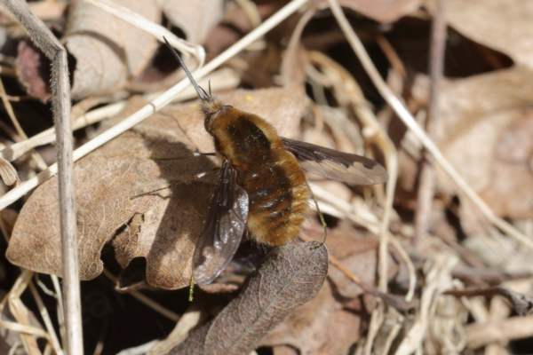 A brown hairy Bee Fly is soaking up the sun on a small patch of old brown leaves.