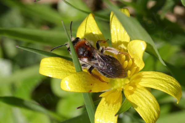 A Celandine flower is hosting a colourful solitary bee mostly black but with orange hairs on its thorax and the tip of its abdomen and short creamish hairs elsewhere.