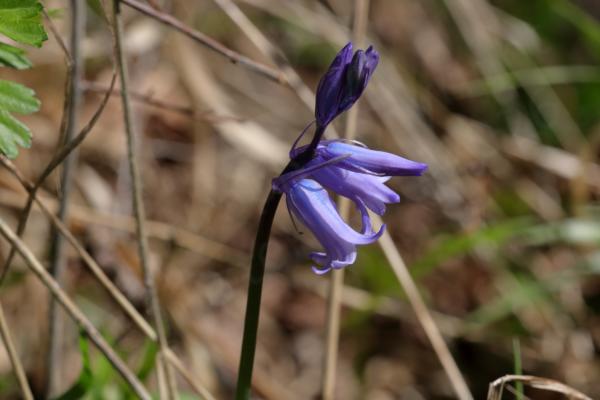 A single stem of blue to lilac Bluebells yet to open fully and pictured against a backdrop of wintery brown undergrowth.