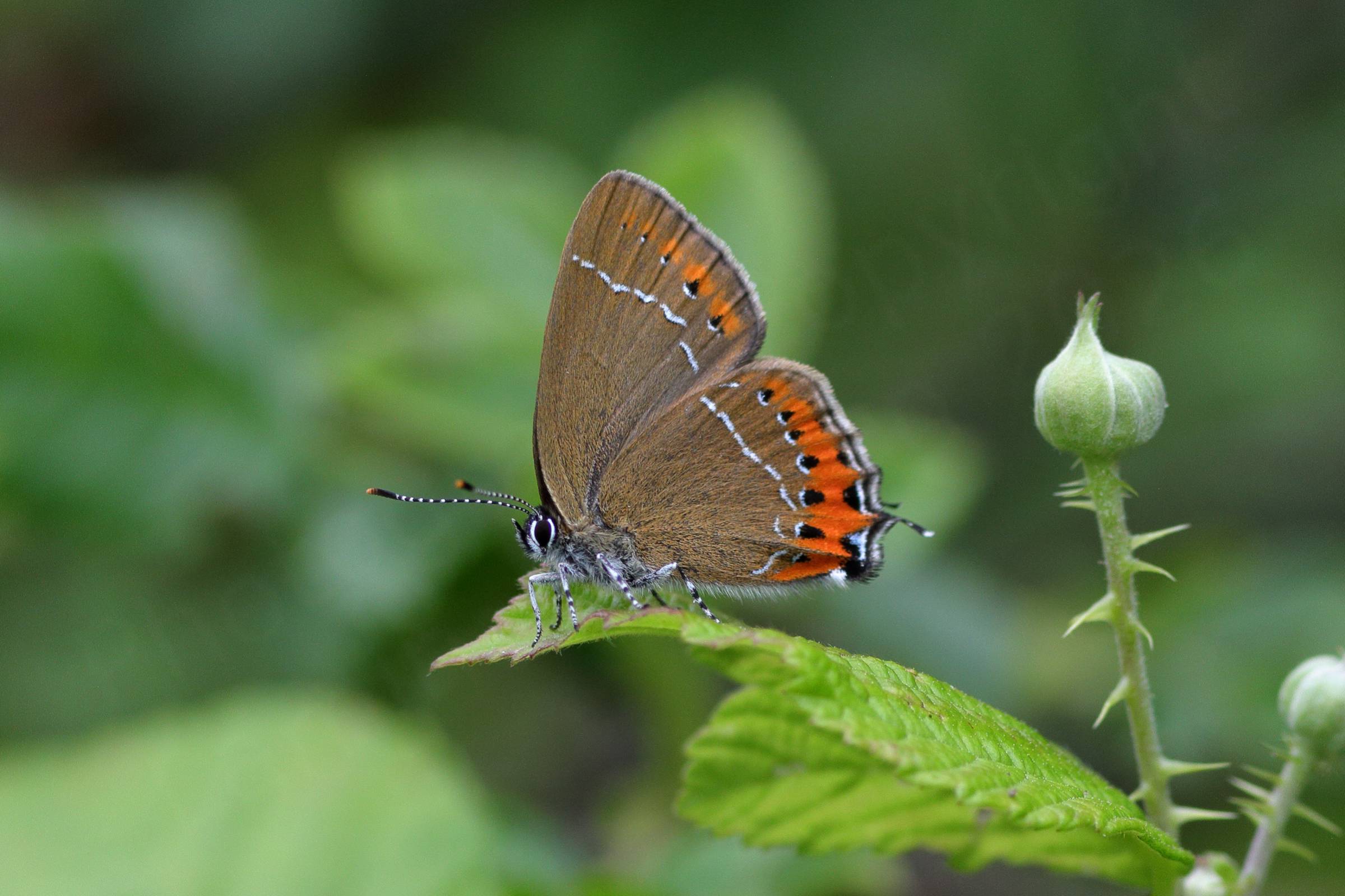 A Black Hairstreak Butterfly with folded wings showing the pale brown undersides with bright orange markings towards the rear edges of the wings.