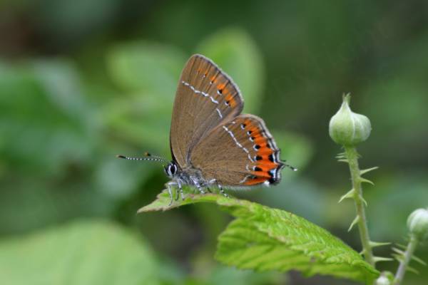 A Black Hairstreak Butterfly with folded wings showing the pale brown undersides with bright orange markings towards the rear edges of the wings.