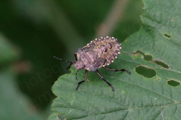 A large nymph of the Red Legged Shieldbug which is broad bodied and a dark almost purple brown colour with pale markings around the edges and dark legs and antennae.