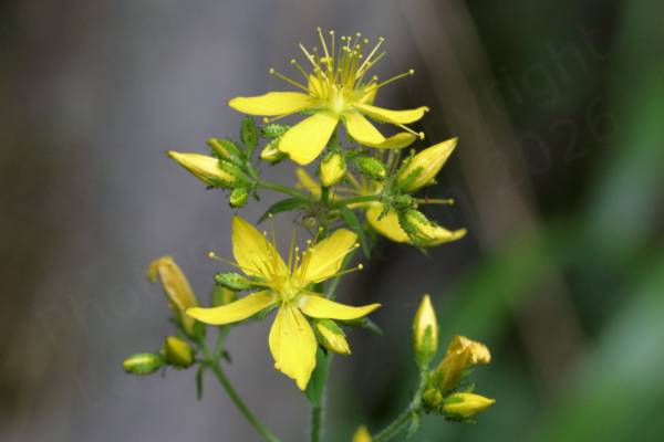 A Hairy St Johns Wort plant in full bloom with bright yellow flowers each with 5 long slender petals and long yellow stamens with bright yellow anthers.